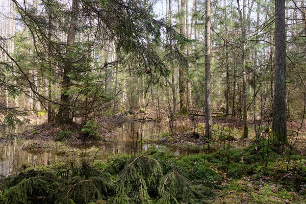 Springtime Alder Bog Forest Met Water Overstroomde Bomen Bialowieza Forest — Stockfoto