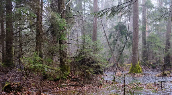 Springtime Alder Bog Forest Heavy Rainfall Bialowieza Forest Poland Europe — Stock Photo, Image
