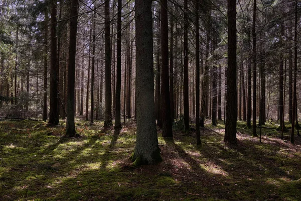 波兰Bialowieza森林 春天针叶林 松树和云杉林立 — 图库照片