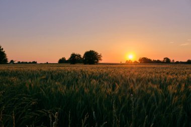 Ön planda çavdar tarlası ile geç ilkbahar gün batımı, Podlasie Bölgesi, Polonya, Avrupa
