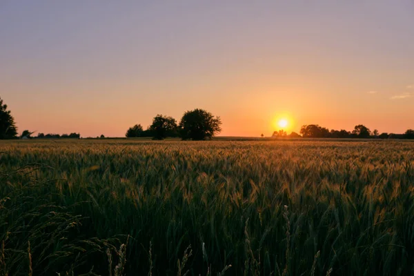 Coucher Soleil Printanier Tardif Avec Champ Seigle Premier Plan Région — Photo