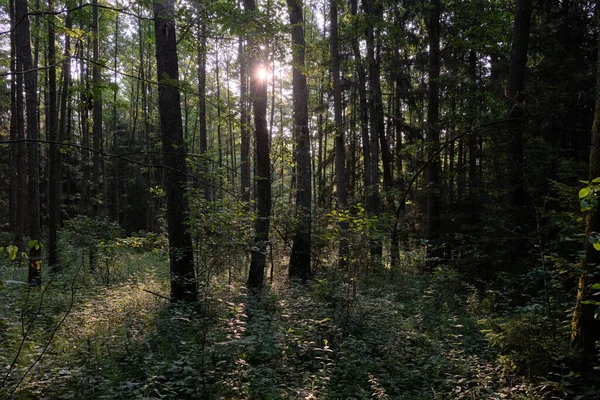 Frash Alder Tree Mixed Forest Summertime Morning Sunlight Entering Bialowieza — Stock Photo, Image