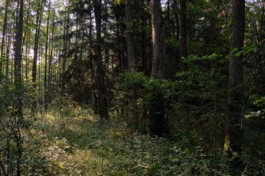 Yaz sabahı güneş ışığı ile Frash Alder ağaç karışık orman, Bialowieza Orman, Polonya, Avrupa