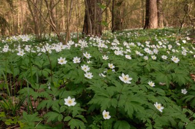 Rüzgâr Çiçeği 'nin (Anemone nemorosa) tek bir çiçeği, bir diğer tüylü rüzgâr çiçeğiyle, Polonya, Avrupa' nın Bialowieza Ormanı 'nda taze yeşil arkaplana yaklaşır.