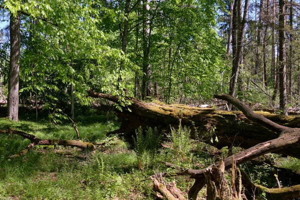 Oak Hornbeam Tree Deciduous Forest Spring Broken Oak Tree Foreground — Stock Photo, Image