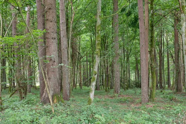 Καλοκαίρι Φυλλοβόλο Αρχέγονο Περίπτερο Παλιά Δέντρα Υψικαμίνων Στο Παρασκήνιο Bialowieza — Φωτογραφία Αρχείου