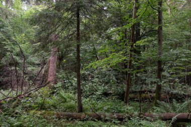 Yaz mevsimi ıslak ormanlar, kırık ölü ağaçlar, Bialowieza Ormanı, Polonya, Avrupa