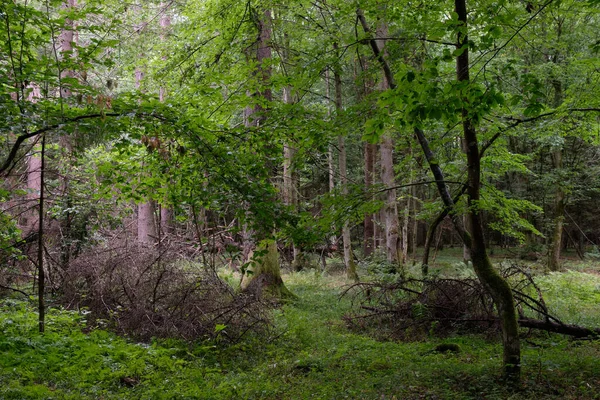 Primavera Deciduo Primitivo Stand Con Viejo Abeto Primer Plano Bosque — Foto de Stock