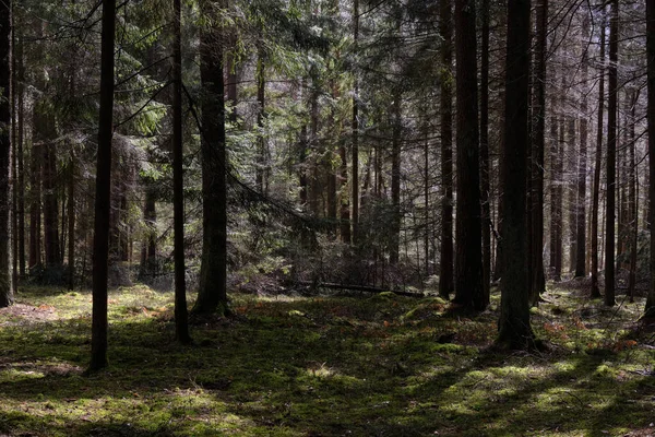 波兰Bialowieza森林 春天的针叶树 在阳光下 长着松树和云杉 — 图库照片