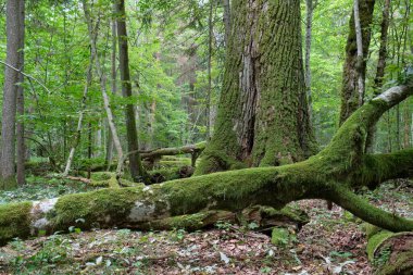 Yazın yaprak döken ağaç standı, Bialowieza Ormanı, Polonya ve Avrupa 'da arka planda kırık bir korna ağacı ve yaşlı meşe ağacı var.