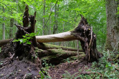 Kırık yaşlı çam ağacı, kökleri yukarıda, bitkilerin arasında uzanan yapraklı ağaç standında, Bialowieza Ormanı, Polonya, Avrupa