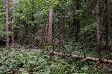 Yaz mevsimi ıslak ormanlar, kırık ölü ağaçlar, Bialowieza Ormanı, Polonya, Avrupa