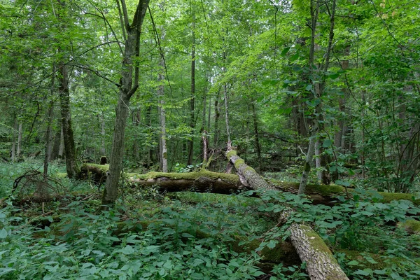 Trasiga Gamla Aska Träd Mossa Lindade Liggande Bland Växter Sommartid — Stockfoto