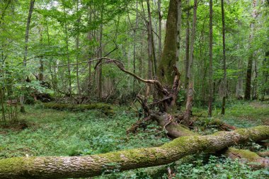 Yazın yaprak döken ağaç standı, Bialowieza Ormanı, Polonya ve Avrupa 'da arka planda kırık çam ağacı ve yaşlı ıhlamur ağacı