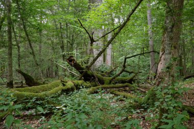 Yazın yaprak döken ağaç standı, Bialowieza Ormanı, Polonya ve Avrupa 'da arka planda kırık dişbudak ağacı ve eski İngiliz meşe ağaçları