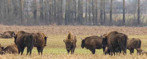 Manada Bisontes Europeos Pastando Invierno Con Machos Fuertes Centro Voivodato —  Fotos de Stock