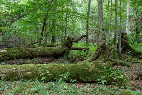 Σπασμένα Παλιά Δέντρα Τέφρας Βρύα Τυλιγμένο Βρίσκεται Μεταξύ Των Φυτών — Φωτογραφία Αρχείου
