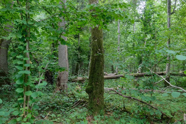 Yazın yaprak döken ağaç standı, Bialowieza Ormanı, Polonya ve Avrupa 'da arka planda eski bir korna ağacı ve meşe ağacı