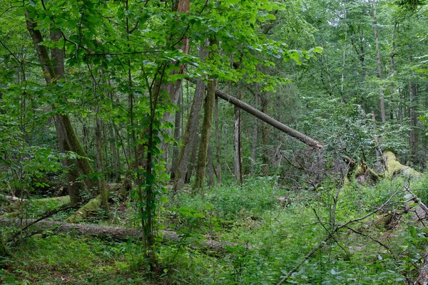 Gebroken Oude Haagbeuk Oude Eik Achtergrond Zomer Bladverliezende Boomstam Bialowieza — Stockfoto