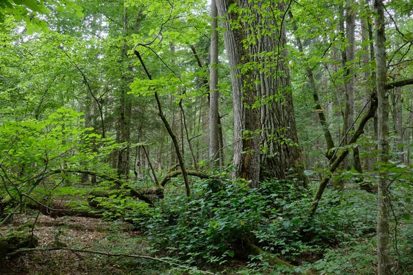 Kaputte Alte Esche Und Alte Eiche Hintergrund Sommer Laubbaumbestand Bialowieza — Stockfoto