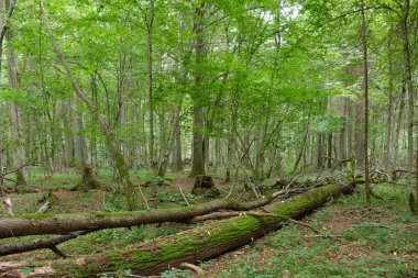 Yazın yaprak döken ağaç standı, Bialowieza Ormanı, Polonya ve Avrupa 'da arka planda kırık dişbudak ağacı ve yaşlı meşe ağacı
