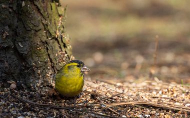  Bulanık çam gövdesi, Podlaskie Voyvodeship, Polonya ve Avrupa 'nın yanında bulunan Avrasyalı siskin (Spinus spinus)