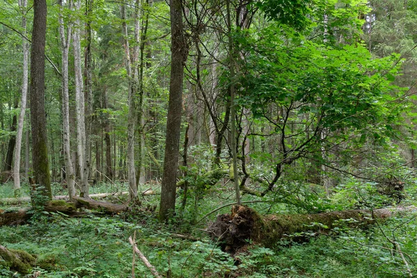 Árvore Velha Amieiro Árvores Velhas Chifre Fundo Estante Deciduous Árvore — Fotografia de Stock