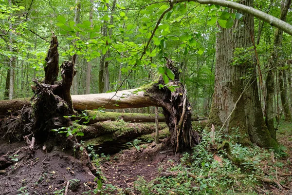Złamane Stare Drzewo Świerkowe Korzeniami Powyżej Leżącymi Wśród Roślin Letniej — Zdjęcie stockowe