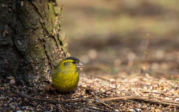 Euraziatische Siskin Spinus Spinus Grond Naast Fuzzy Pine Trunk Podlaskie — Stockfoto