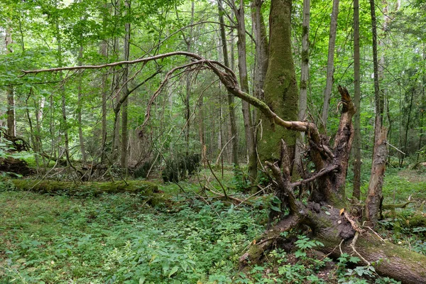 Árvore Velha Quebrada Abeto Árvore Velha Tília Fundo Estante Deciduous — Fotografia de Stock