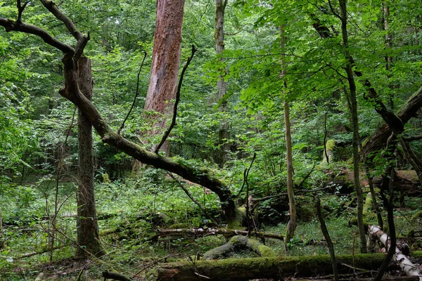 Broken Oak Tree Remains Lying Lying Summertime Deciduous Tree Stand — Stock fotografie