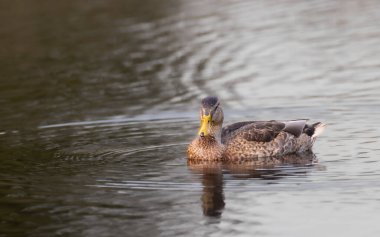 Mallard (Anas platyrhynchos) su, Bialowieza Ormanı, Polonya, Avrupa