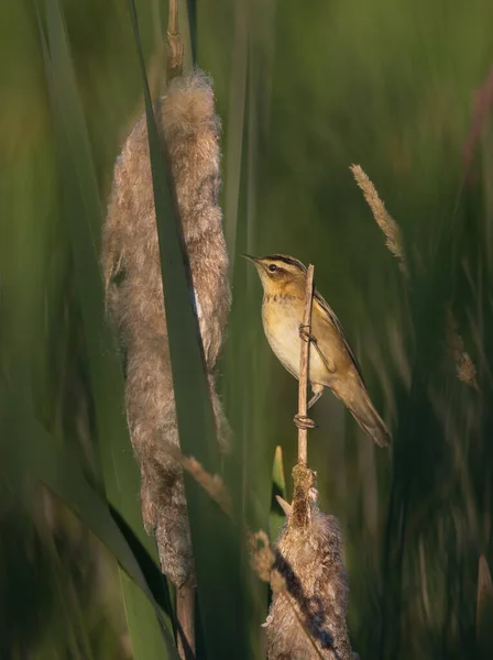 Sedge Warbler Acrocephalus Schoenobaenus Vass Sommaren Podlasie Region Polen Europa — Stockfoto