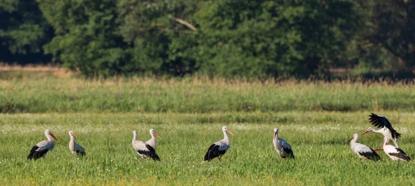 Group White Stork Ciconia Ciconia Meadow Podlaskie Voivodeship Poland Europe — Stockfoto