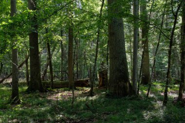 Shady deciduous tree stand with broken oak tree in background, Bialowieza Forest, Poland, Europe