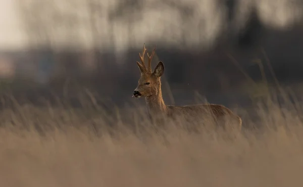 Roe Deer Capreolus Capreolus Male Sunset Light Fuzzy Grass Foreground — Foto Stock