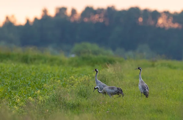 Zwei Kraniche Grus Grus Sommerfeld Woiwodschaft Podlaskie Polen Europa — Stockfoto