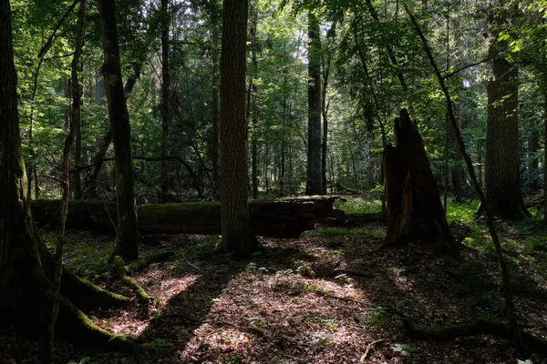 Estante Árvore Caduca Sombria Com Freixo Quebrado Primeiro Plano Floresta — Fotografia de Stock