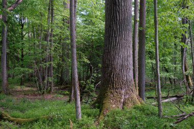 Rich deciduous forest in springtime light with monumental oak tree in foreground, Bialowieza Forest, Poland, Europe