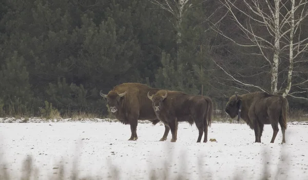 Group European Bison Bison Bonasus Winter One Them Carrying Telemetry —  Fotos de Stock