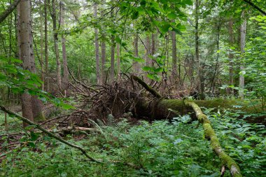 Partly declined broken oak roots in summertime deciduous forest with lots of nettle in foreground, Bialowieza Forest, Poland, Europe