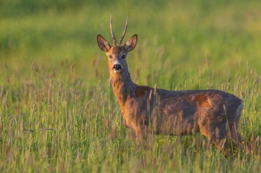 Roe Deer(Capreolus capreolus) male looking at camera in springtime meadow, Podlaskie Voivodeship, Poland, Europe