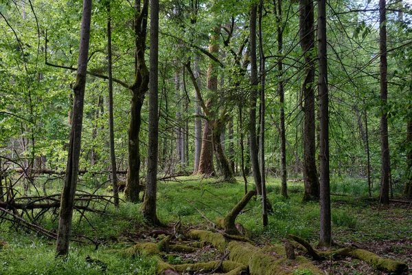 Foresta Decidua Ricca Luce Primaverile Foresta Bialowieza Polonia Europa — Foto Stock