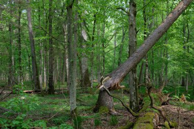 Rich deciduous forest in springtime light with broken spruce tree in foreground, Bialowieza Forest, Poland, Europe