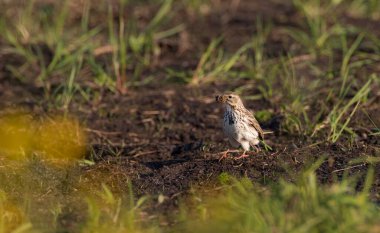Skylark( Alauda arvensis) with prey holding on ground, Podlaskie Voivodeship, Poland, Europe