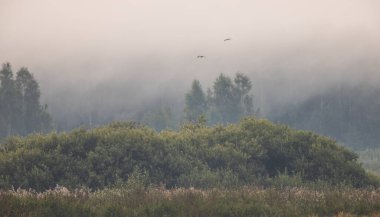 Misty sunrise over abandoned meadow with Willow bushes in background, Podlaskie Voivodeship, Poland,Europe