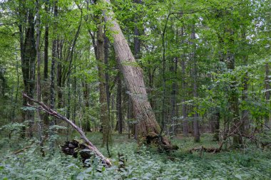 Rich deciduous forest in springtime with broken linden tree in foreground, Bialowieza Forest, Poland, Europe