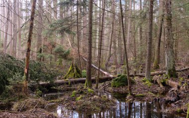 Sular altında ağaçlar, Bialowieza Ormanı, Polonya, Avrupa ile Bahar alder-bataklık orman