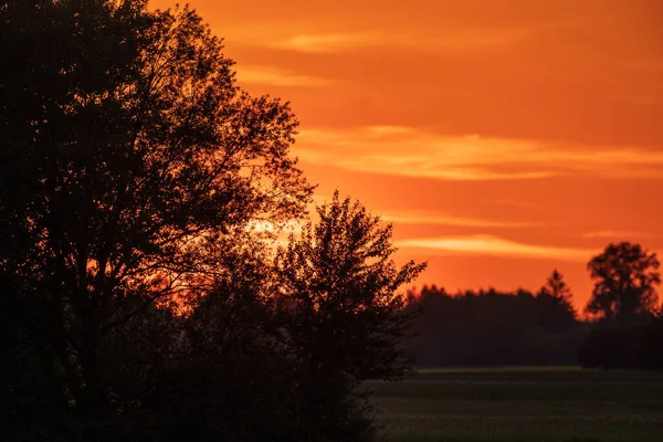 Vivid susnset with trees in foreground and orange sky in background, Podlaskie Voivodeship, Poland,Europe