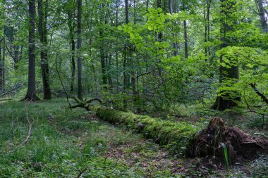 Summertime deciduous primeval stand with old broken  tree partly declined moss wrapped lying in foreground, Bialowieza Forest, Poland, Europe